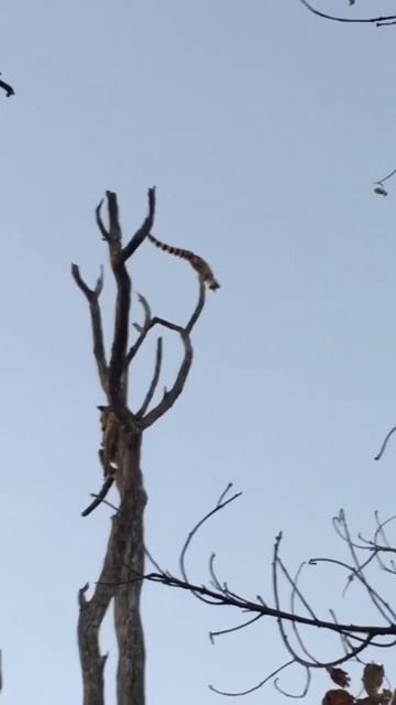 Leopard turns genet into a flying squirrel 😂 #shorts #animals смотреть онлайн