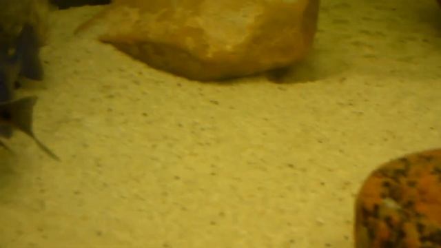 Placidochromis mdoka | Zierfisch-Store.de der Zierfischversandshop смотреть онлайн