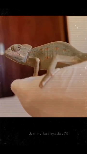 🦎#Baheer_theChameleon - wandering eyes 0.0 смотреть онлайн
