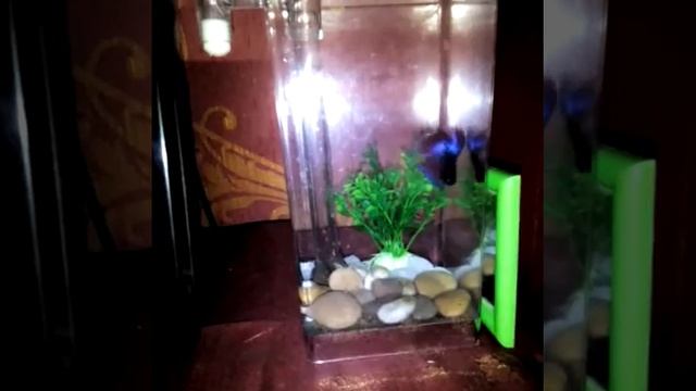 Betta fish seeing his reflection in mirror!!!! смотреть онлайн