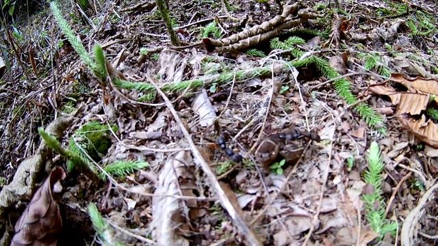 Dinoponera Longipes Динопонеры напали на медведку
