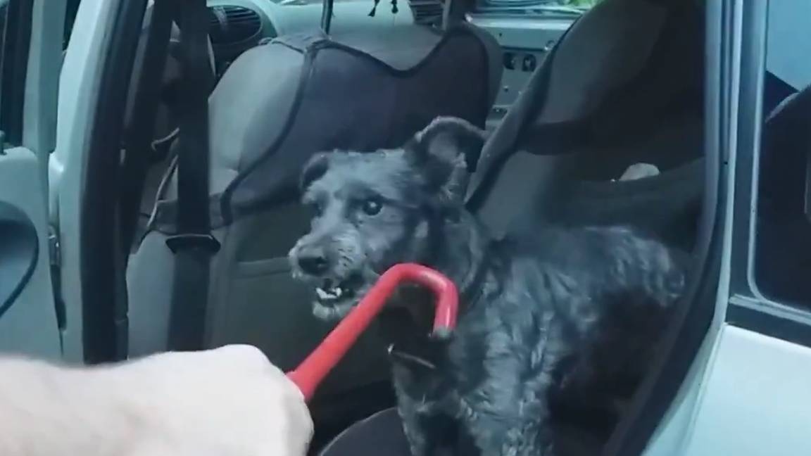 КАК ЛЕГКО ОДЕТЬ ПОВОДОК НА ЗЛУЮ СОБАКУ, ЧТОБЫ ОНА НЕ УКУСИЛА смотреть онлайн