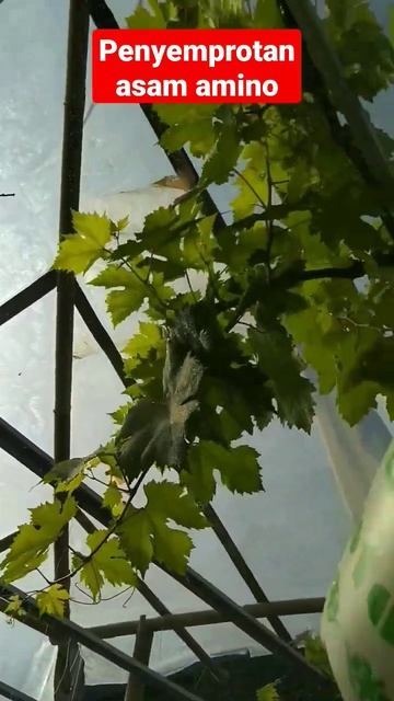 penyemprotan asam amino #shorts #amazing смотреть онлайн