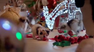 Реклама Dreamies   Новогодняя