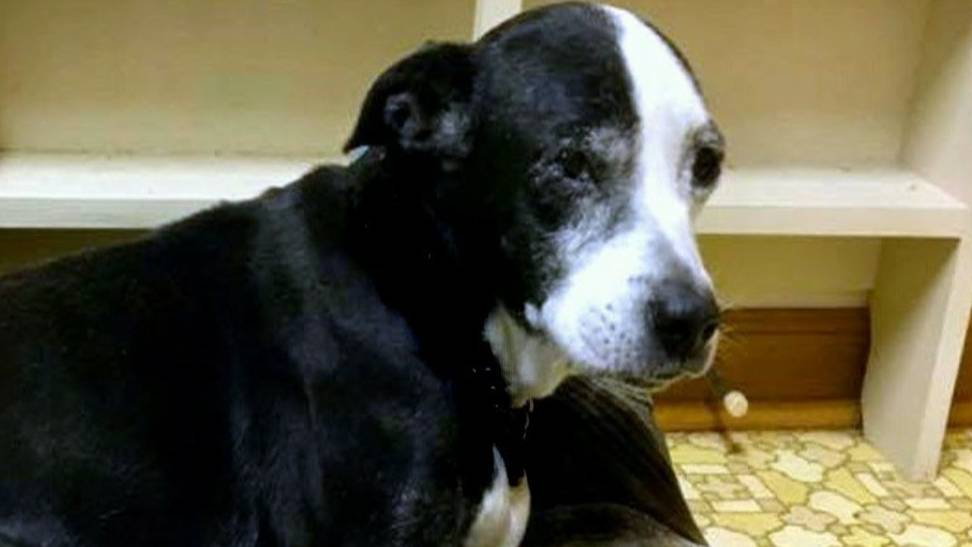 ОНА СТАРАЯ УСЫПИТЕ ЕЁ заявили владельцы