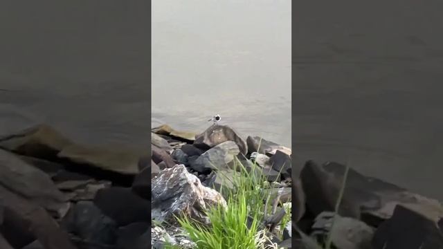 Голос Саины на Пути Кочевника. Журавли. Друзья Бян-Кин-До. смотреть онлайн