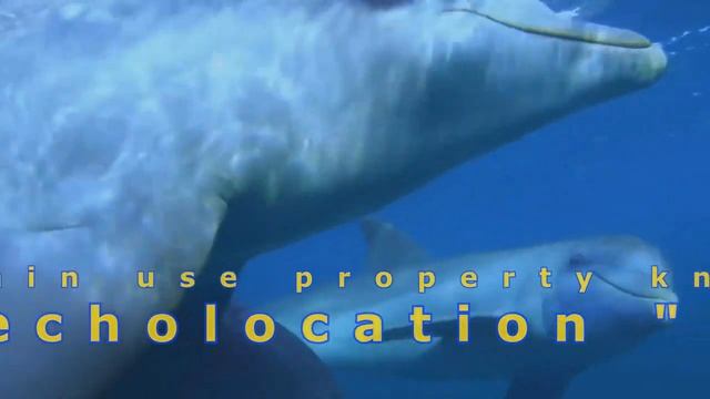 SENSE AT WORK " DOLPHIN SUPER SENSES" смотреть онлайн