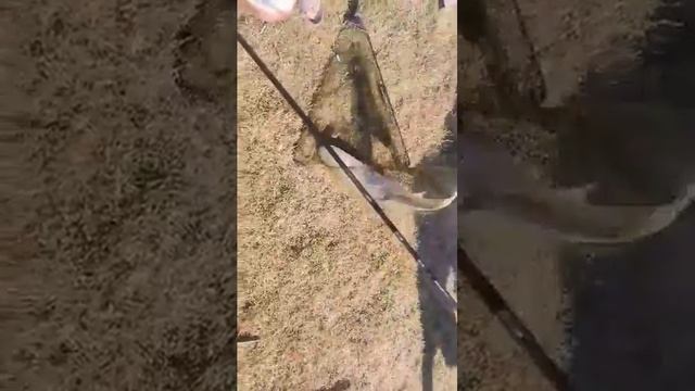 Grass carp fishing in Bulgaria (риболов на амур в село Малък Поровец) смотреть онлайн