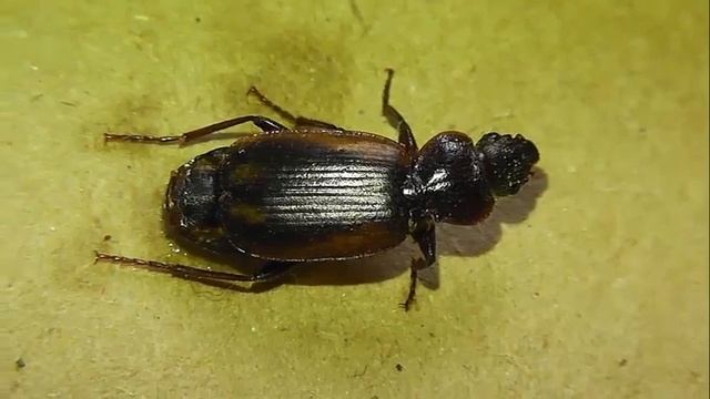 Cymindis lateralis (кантокрыл боковой) смотреть онлайн
