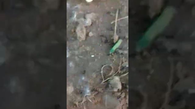 муравьи напали на гусиницу 😲😲😲 смотри чтобы понять! смотреть онлайн