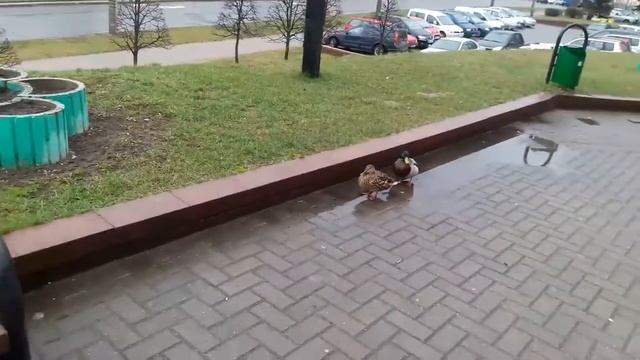 Утки в городе! смотреть онлайн