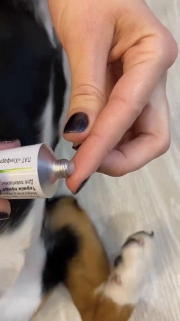 Это самый бюджетный вариант💁♀️ #собака #shorts #лайфхак #лайфхаки #собаки смотреть онлайн