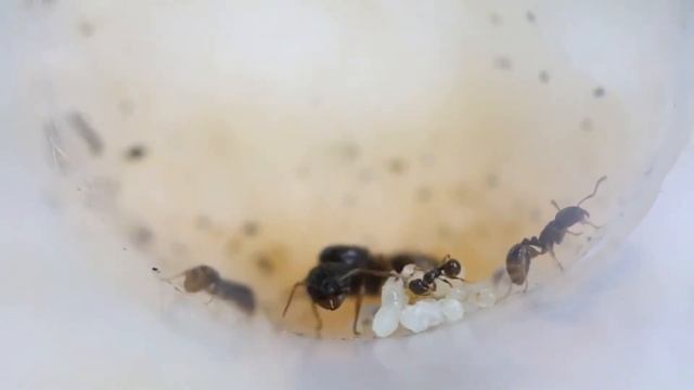 Tetramorium Immigrans-Part 1 смотреть онлайн