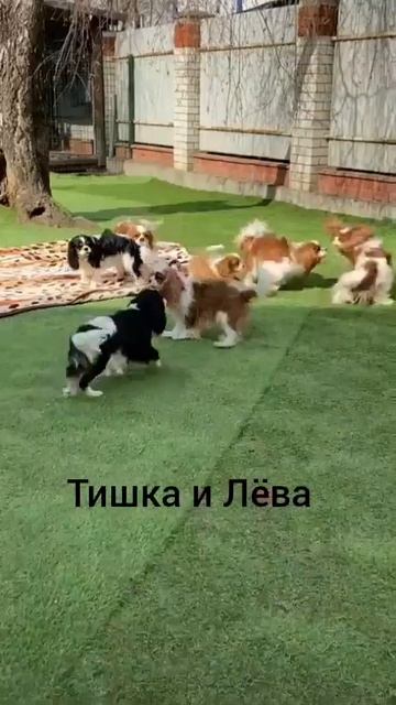 Эдит Кавалер кинг чарльз спаниель🤩 смотреть онлайн