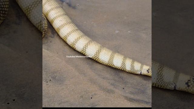 Deadly Sea Snake | Shaw's Sea Snake | Hydrophis Curtus #Shorts смотреть онлайн