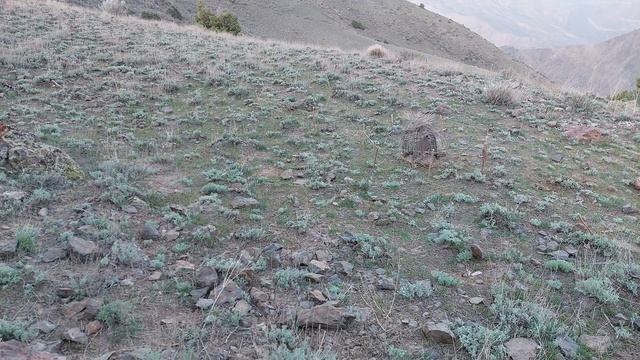 Шикори Кабк Keklik avi tuzakla Охота на куропатка Partridge hunting Kabk shikar شکار کبک Chukar avi смотреть онлайн