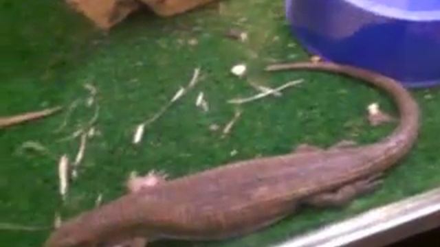 Lagarto de Sudán y Boha смотреть онлайн