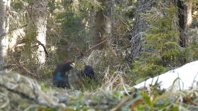 Capercaillie lek in Transylvania смотреть онлайн