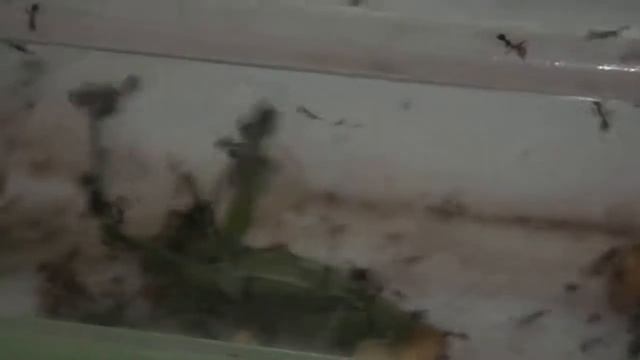 Фиодельки(Pheidole yeensis) или маленькие убийцы против Саранчи смотреть онлайн