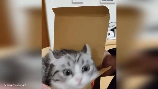 РЖАЧ ИНТЕРНЕТА - СМЕШНЫЕ И ЗАБАВНЫЕ ЖИВОТНЫЕ. КОШКИ #55 смотреть онлайн
