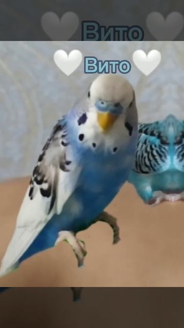 💚Вова💚, 💙Марджана💙, 🤍Вито🤍. смотреть онлайн