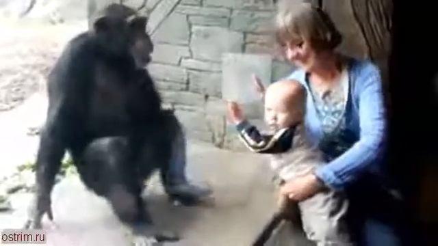 злая обезьяна и реб нок пофигист смотреть онлайн