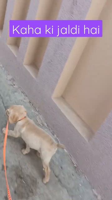 Labrador retriever puppy funny running shorts | #shorts #viral смотреть онлайн