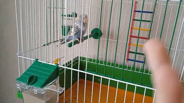 Факты о волнистых попугайчиков смотреть онлайн