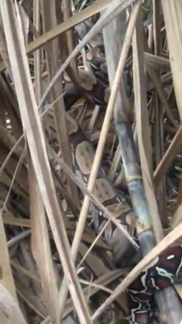 Lo que aparece en el caña una serpiente смотреть онлайн