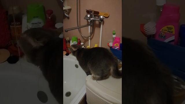 Степан захотел пить....И так каждое утро))) смотреть онлайн