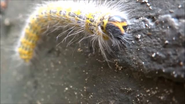 Wapendrager (Phalera bucephala) - 2016-09-04 смотреть онлайн