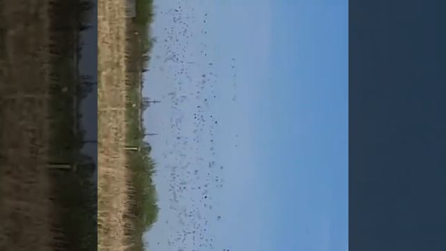 охота закончилась гуси полетели ( смотреть онлайн