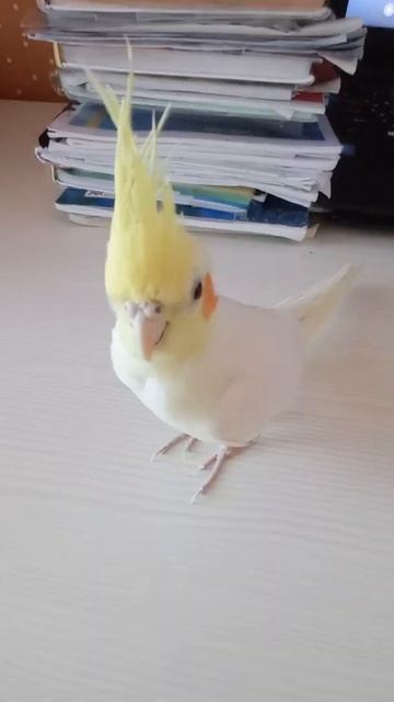 У Яшы самый красивый хохолок!🤗💝 смотреть онлайн