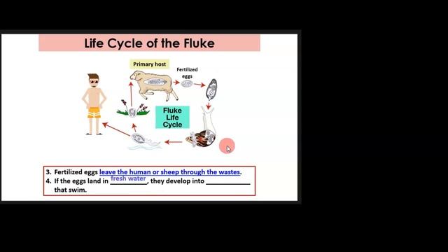 Parasitic Worms (flukes) смотреть онлайн