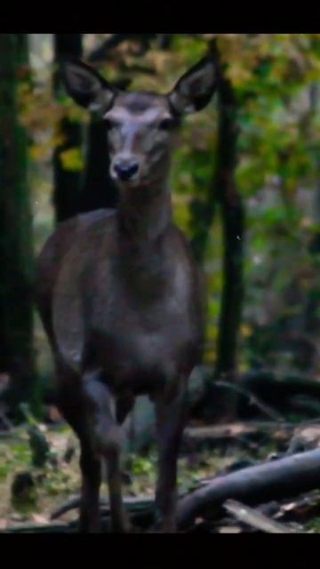 COMING SOON 🦌SHORT DOUCMENTRY ON HANGUL (DEER) #wildlife #shorts #photography смотреть онлайн