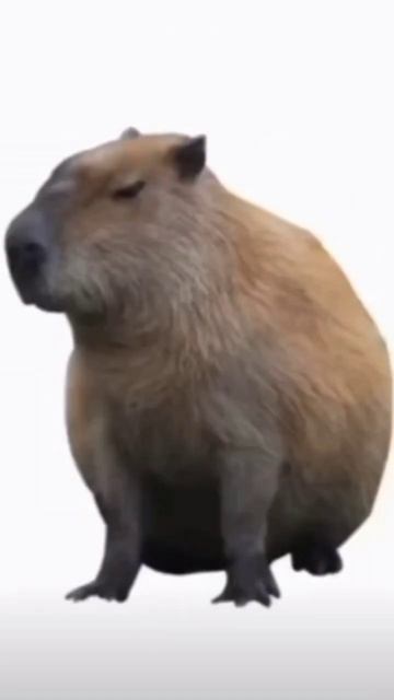 Goofy ahh Capybara Sounds #google смотреть онлайн