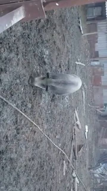 Дикие кабаны на ферме смотреть онлайн