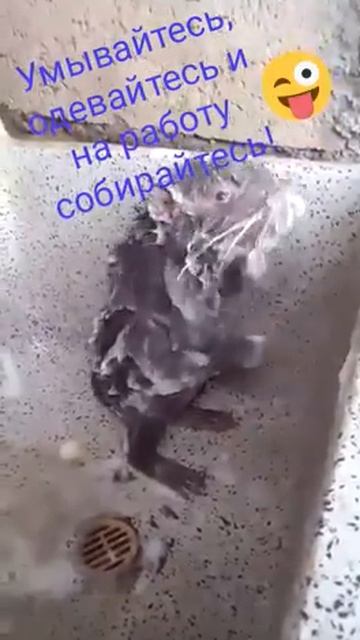 Крыса моется смотреть онлайн
