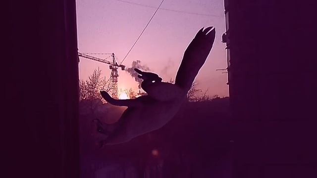 wcmv: down... смотреть онлайн