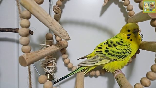 Funny Parrotszotti 513. Life of Cockatiels and budgies. Жизнь корелл и волнистых попугаев смотреть онлайн