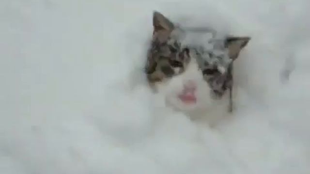 Два кота весело играют в сугробах смотреть онлайн