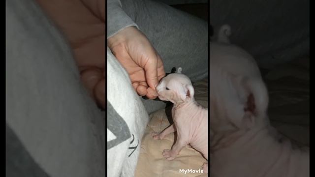 котёнку приходится есть у меня под боком.🥺 смотреть онлайн