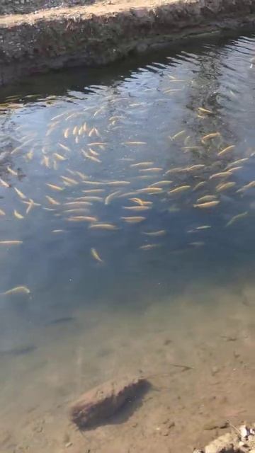 Форель 6 месяцев смотреть онлайн