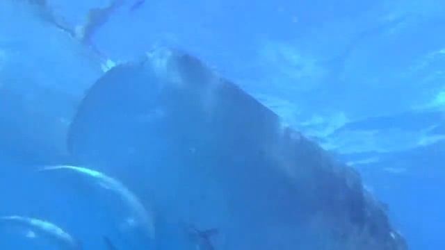 Whale Shark Haven in Oslob, Cebu, Philippines swimming feeding underwater смотреть онлайн