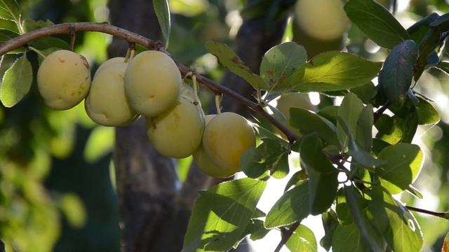 How To Get Happy Olives смотреть онлайн
