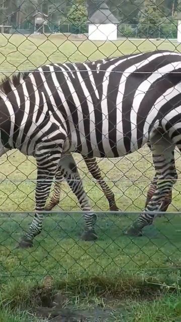 FOLGT FÜR MEHR 😜 | #ytshorts #youtube #shortfeed #shortyoutube #zebra #tierliebe #trend #starsonair смотреть онлайн