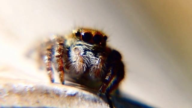 ハエトリグモ смотреть онлайн