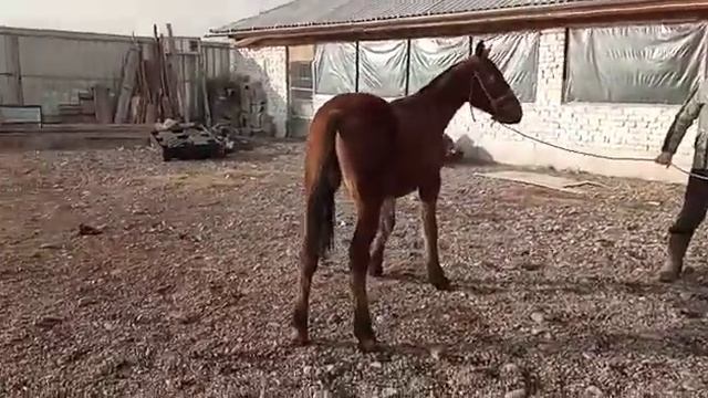 Тай сатылат, баасы 60 миң сом = $725. +(996) 220 050550. смотреть онлайн