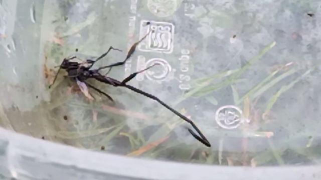 Pelecinus Wasp(polyturator) смотреть онлайн