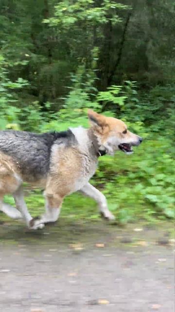 Выгул собак недорого смотреть онлайн